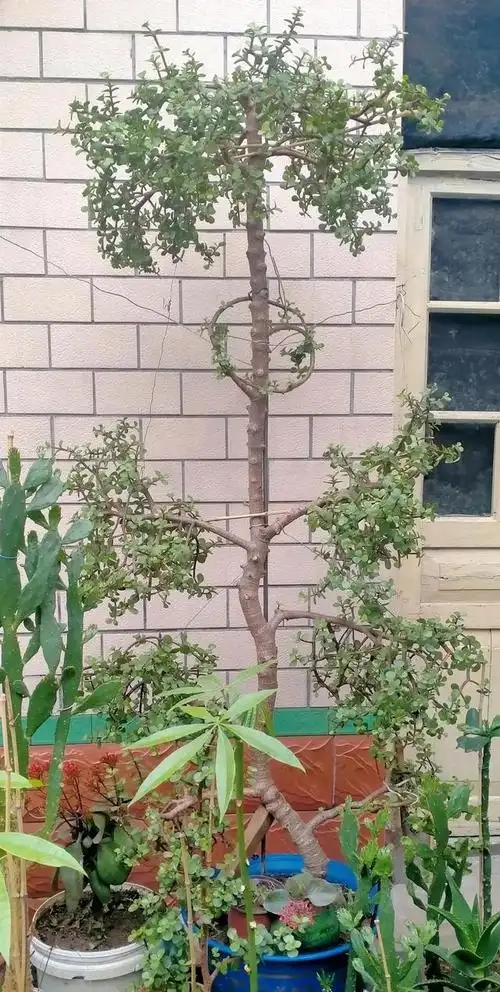 金枝玉叶,多肉中最考验修剪技术的品种,成品形态各异都很美