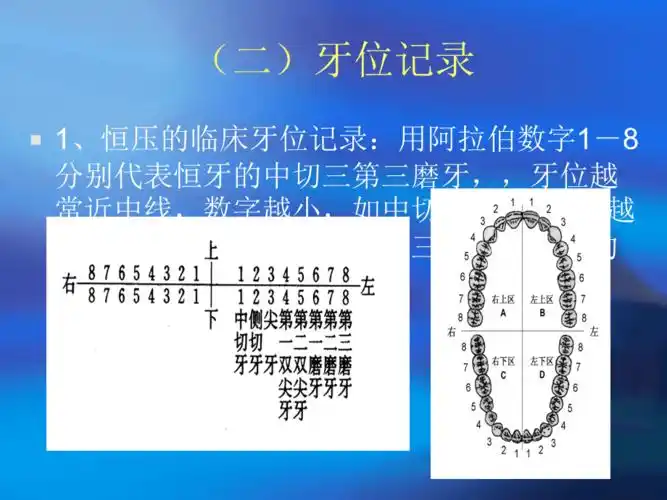临床牙位的记录方法