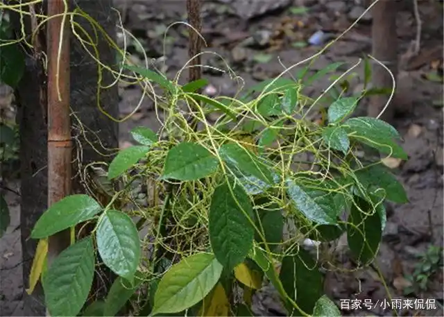 "吸血树"真的存在吗?靠吸血为生,一旦触碰便无法挣脱!