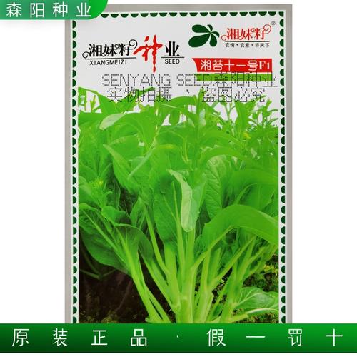 湘妹籽湘苔十一号白菜苔种子早熟杂交菜心苔耐高温秋冬季高产蔬菜