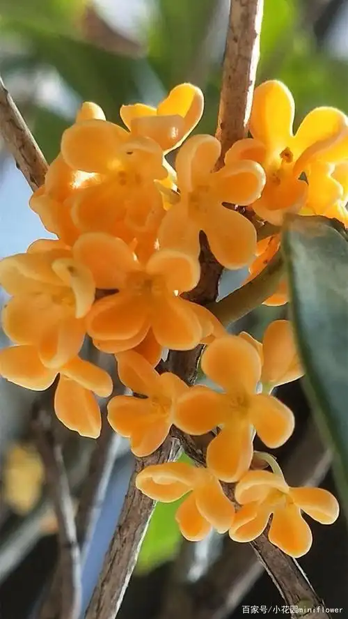 养桂花,学4招,枝头全是花,醉人香满屋!