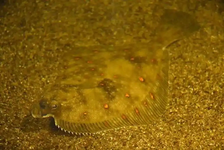 最扁平的鱼是比目鱼,最侧扁的鱼是眼眶鱼,虾鱼或隆头鱼科中的离鳍鲷.