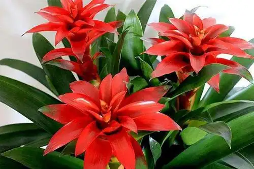 风水里最吉祥的花十种旺财又旺宅的植物