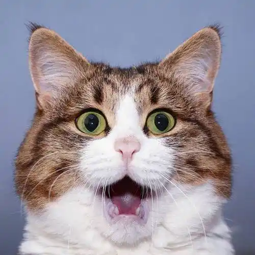 惊讶一波魔性喵星人表情包