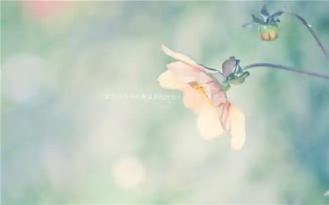 2021三七女生节效果图贴心带字 送给女生的经典励志带字照片