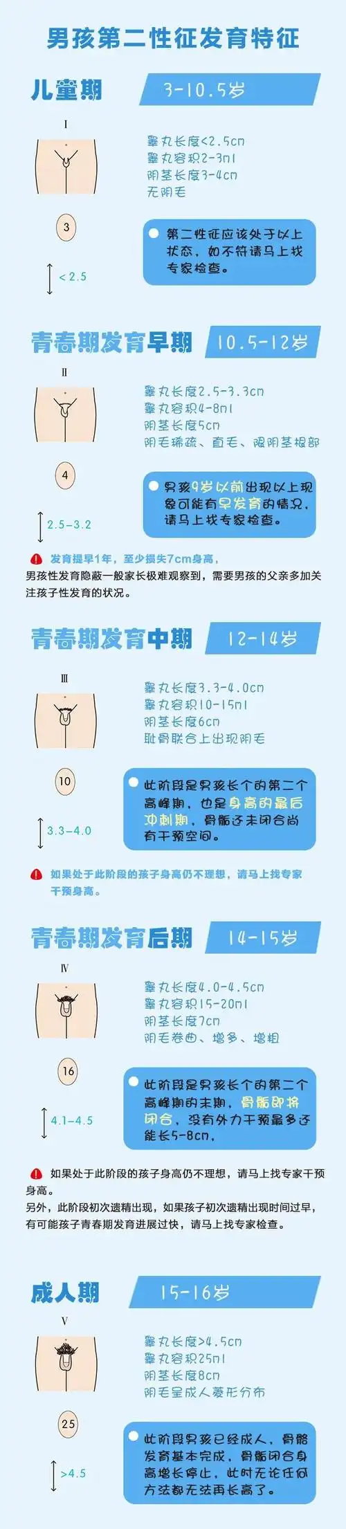 第二性征的发育特征和芳华期历程芳华期是指儿童青少年在生长发育过程