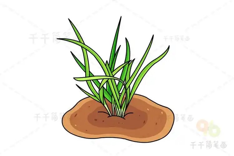 韭菜简笔画图解