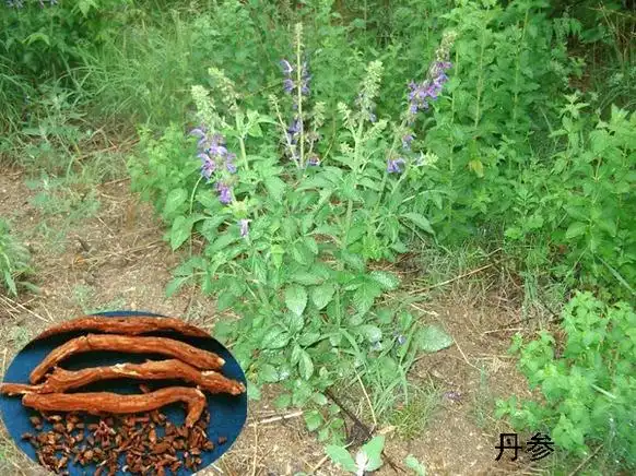 丹参的功效与作用及副作用?