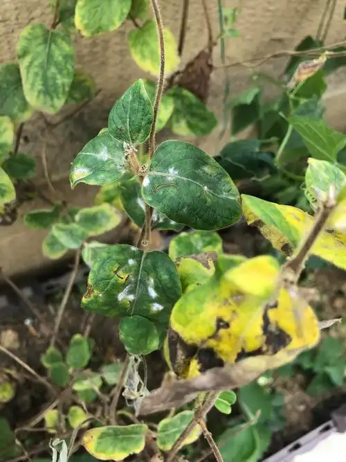 金银花叶片枯黄还泛白