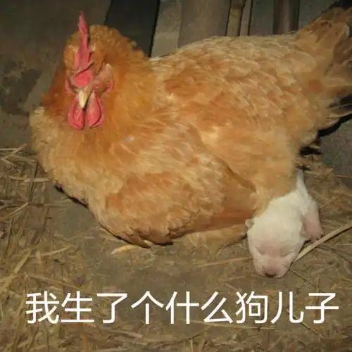 我母鸡啊拒绝gif动图_动态图_表情包下载_soogif