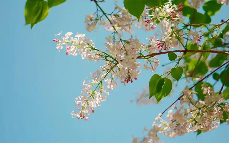 治愈系风景|将大自然的春天留在镜头里 松下lumix s5