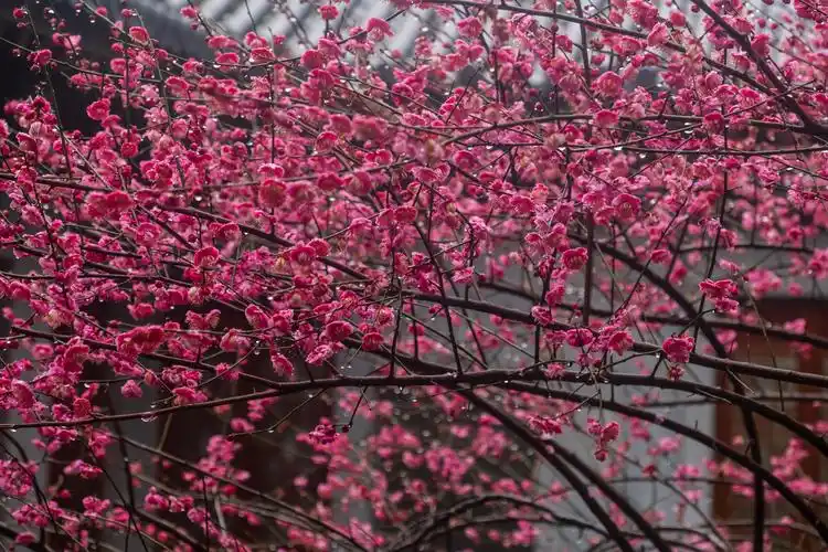 自然 风景 风光 梅花 植物 花卉 花儿 花草 树枝 雨中梅花 寒梅 红梅