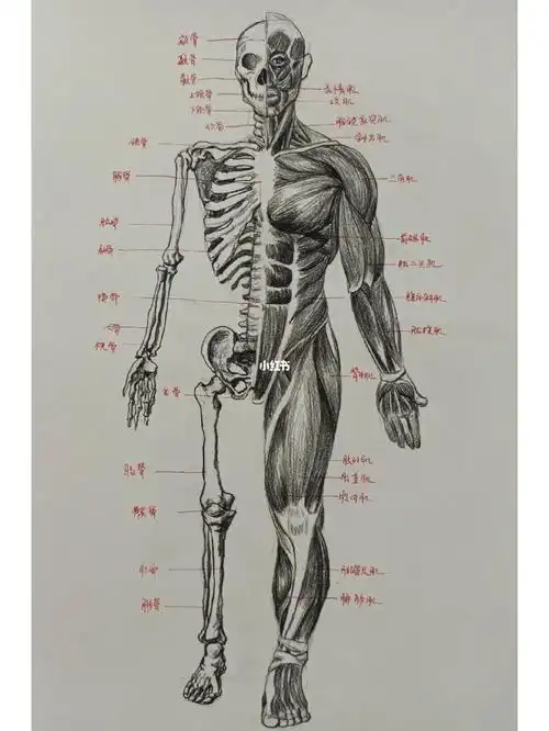 人体肌肉结构是最难的#人体  #人体结构  #速写