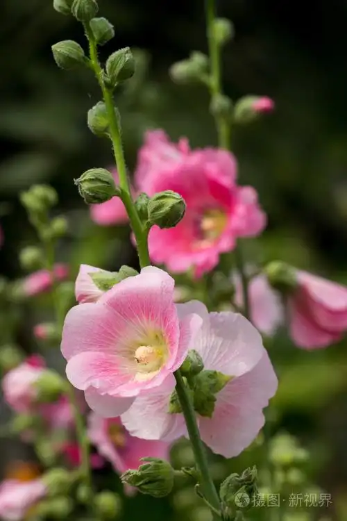 大自然中的蜀葵花朵