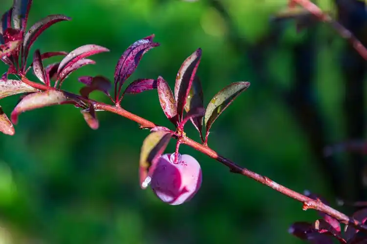 紫叶李 - 雯雯超甜 - 图虫