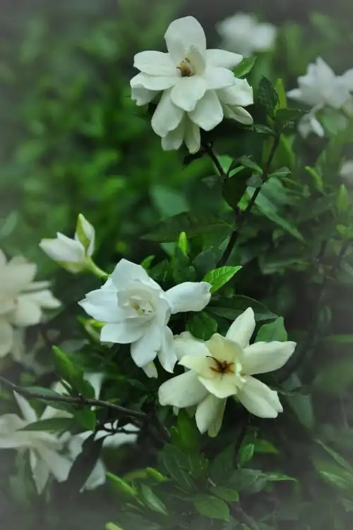 (1766)[转载]栀子花开馥郁芬芳