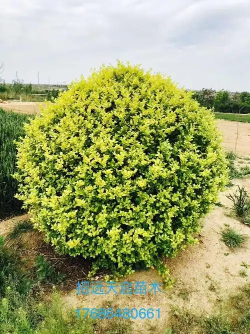 金叶女贞球_金叶女贞球面议_金叶女贞球采购_徐鹏业-花木易购