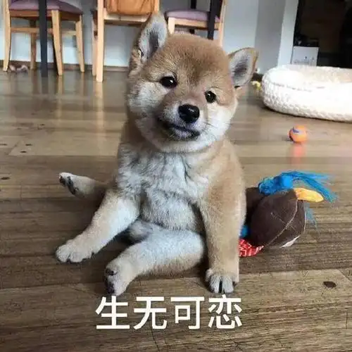 柴犬表情包合集我自闭了