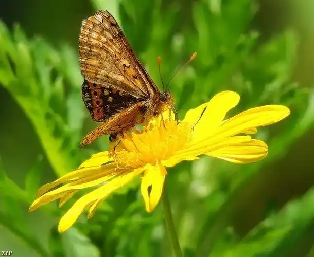 世界蝴蝶大全,太漂亮了!