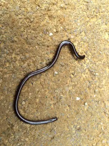 这是什么蛇这么小