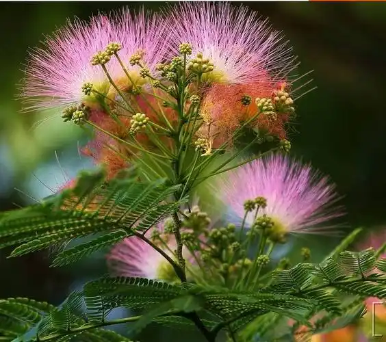 药用芙蓉树图片(药用芙蓉花图片大全)