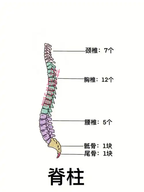 医学生笔记分享6971脊柱以及椎骨解剖学