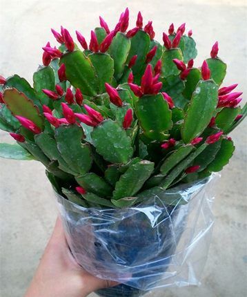 嫁接进口老汉蟹爪兰苗新品种带花苞盆栽阳台植物四季开花多色花卉