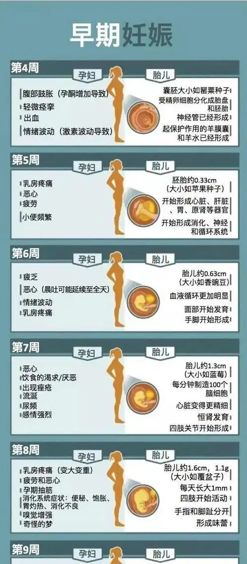怀胎十月孕妈妈胎儿每周都有哪些变化孕妈妈速览