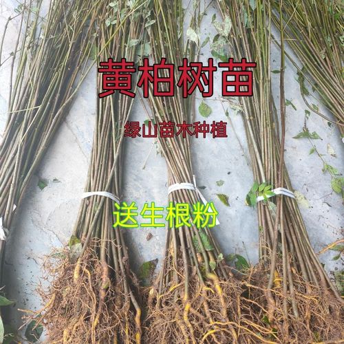 黄柏苗黄柏树黄柏树苗剥皮卖树苗苗圃直发黄柏苗川黄柏苗黄柏