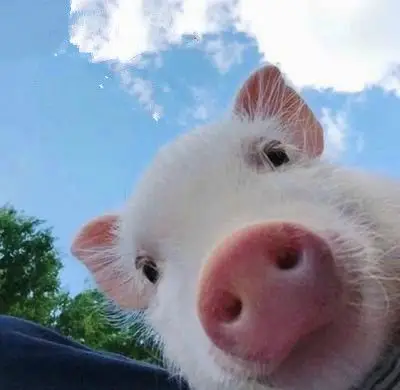 版主回复:这样真不好意思,照片拿去,用手机自拍的,角度没调整好,不过