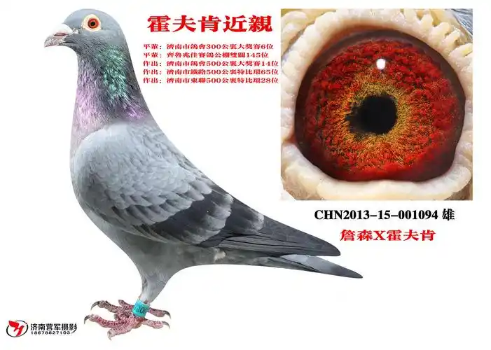 信鸽在线拍卖平台 - 中国信鸽信息网