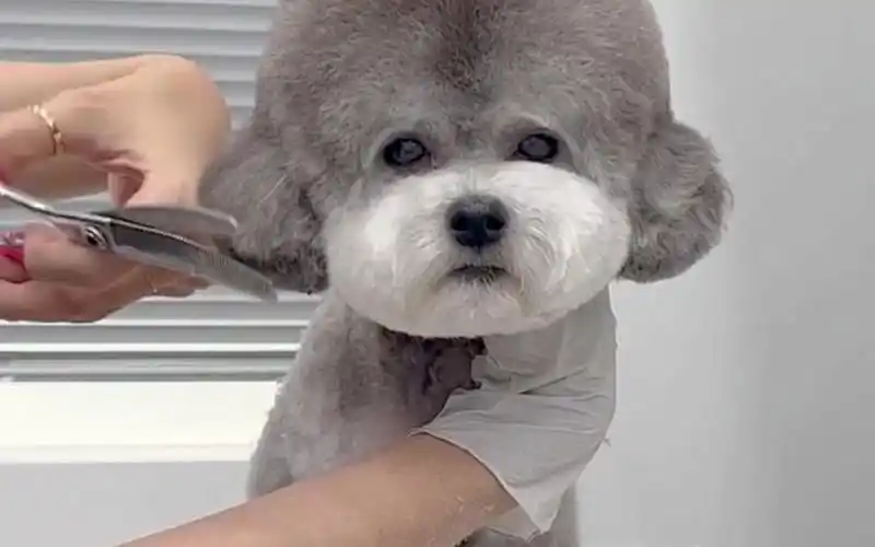 美容小记-好可爱的灰泰迪,视频内容仅供参考.