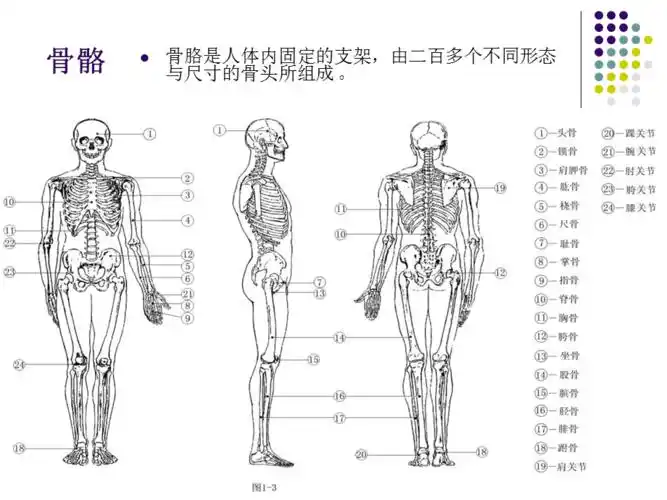 人体结构与外形