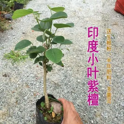 珍稀红木树种檀香紫檀苗 正宗印度小叶紫檀树苗