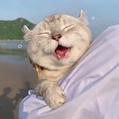 可爱独一无二动物情侣头像韩柒