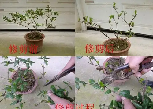 盆栽金银花春季修剪图示,越剪开花越多,越大,越香!