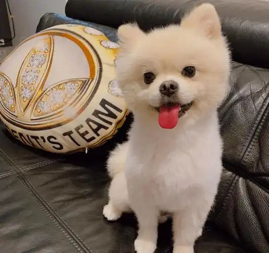 娇小可爱,俘虏你的少女心博美犬的外形和狐狸犬有点相似,颜值是非常高