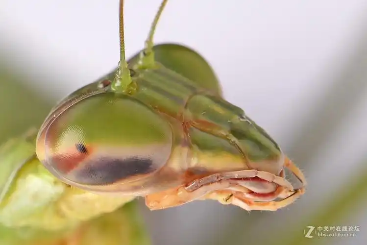 螳螂头部特写