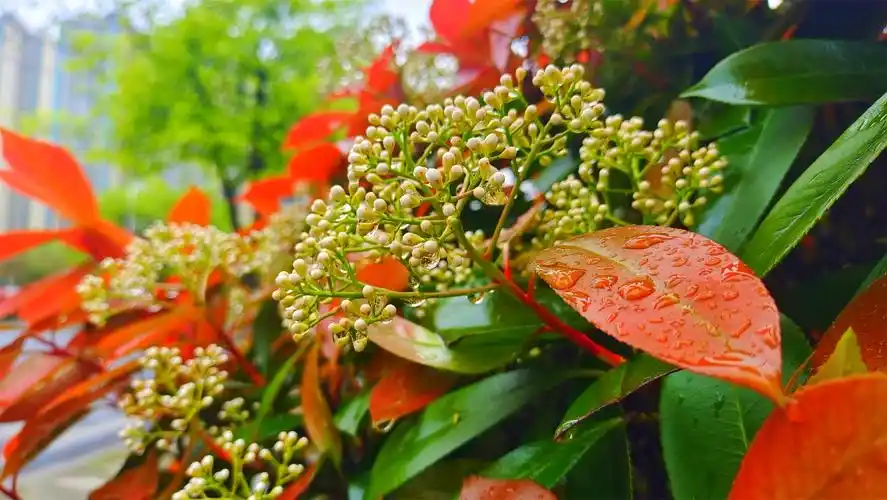 美丽吉安春雨中即将绽放的石楠花