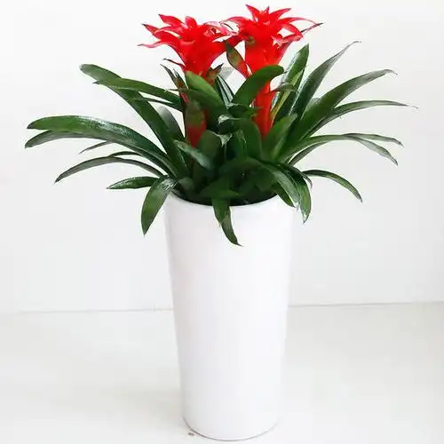 5株3株2株1株鸿运当头盆栽-送朋友领导客户开业开张乔迁之喜搬家祝贺