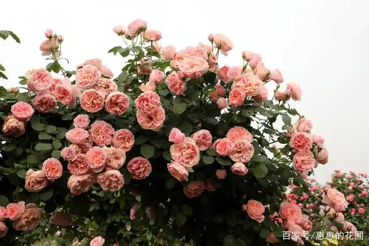 爬藤月季 - 热门商品专区