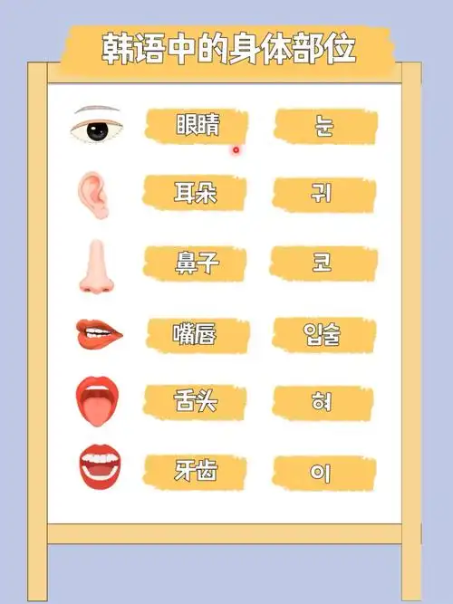 韩语中的身体部位