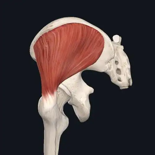 >臀中肌是我们都很熟悉的一块肌肉,从位置上来看,它位于臀部外侧浅层