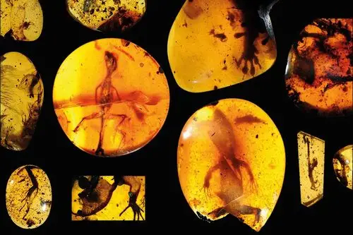 恐龙时代壁虎和变色龙被完整保存在琥珀中