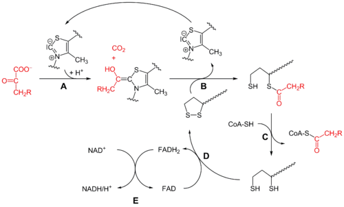 丙酮酸脱氢酶复合体pyruvatedehydrogenasecomplex