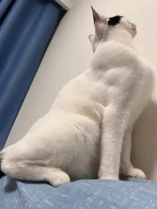 当可爱猫咪有了肌肉后