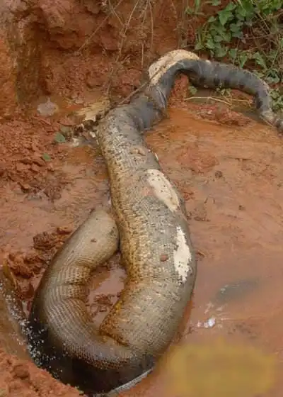 四川蟒蛇品种 - 搜狗图片搜索