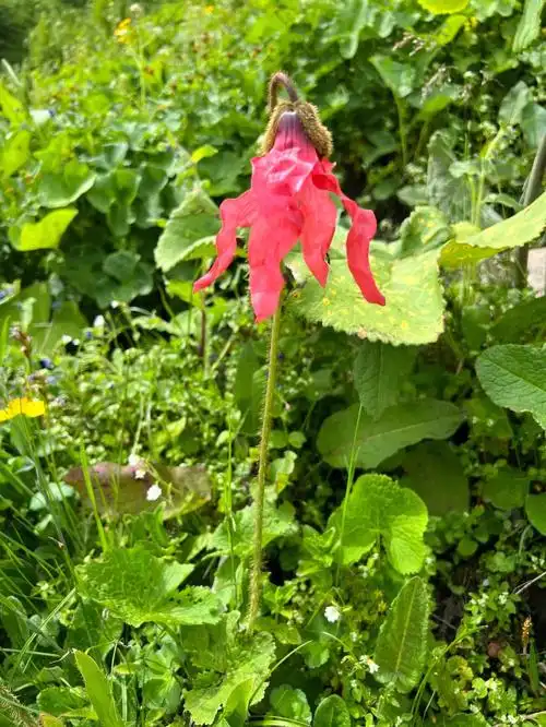 红花绿绒蒿川西牢底坐穿花花