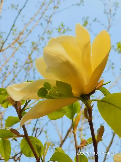 《京城春来早 玉兰花盛开》