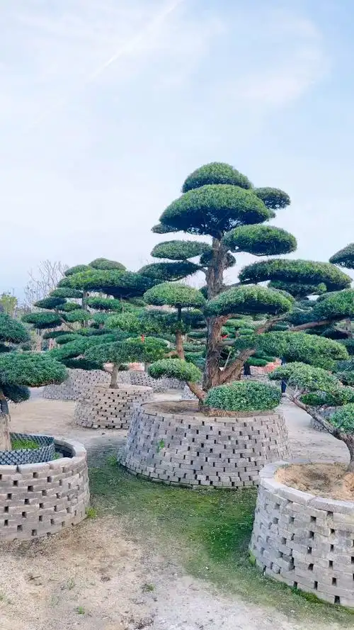 精品地景罗汉松